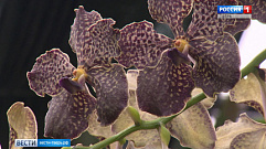 Ботанический сад ТвГУ приглашает на выставку орхидей