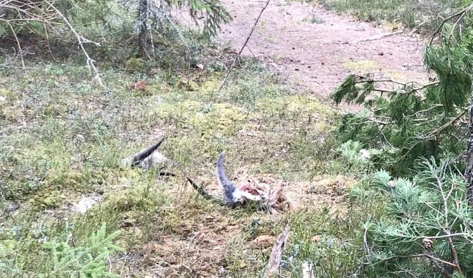 В лесу Тверской области нашли «жертвенник» с останками козлов