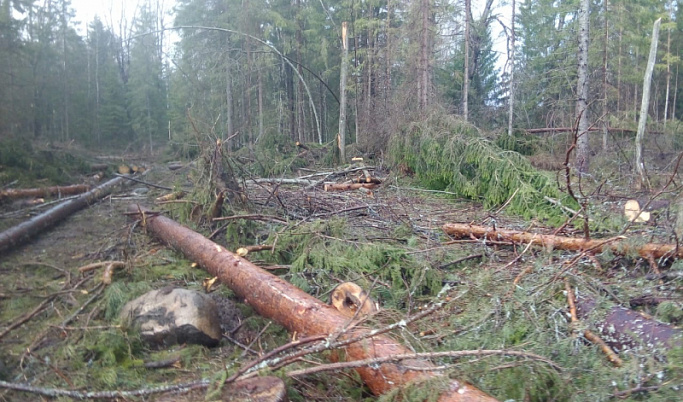 В Тверской области мужчина незаконно срубил 175 деревьев 
