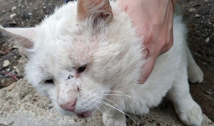 В Торжке спасли кота, получившего пулю в лоб