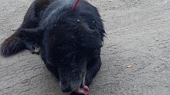 По факту ранения стрелой собаки в Тверской области проводится проверка