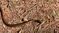 В бору Тверской области жители встретили редкую ящерицу-змею
