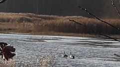 В Тверской области на реке замерзают лебедята