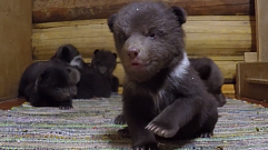 В Тверской области медвежат-сирот готовят к самостоятельной жизни на свободе