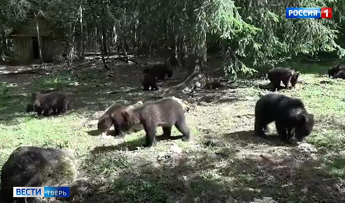 В Тверской области медвежат-сирот готовят к самостоятельной жизни