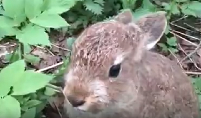 В заповеднике в Тверской области запечатлели очаровательного зайца-беляка
