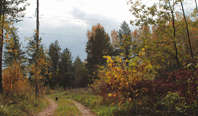 В лесах Тверской области зацвёл «болотный янтарь»