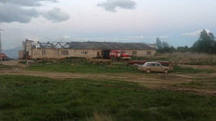 25 коров и 28 телят погибли в пожаре в Тверской области 