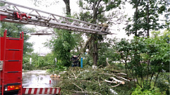Сильный ветер повалил десятки деревьев в Тверской области