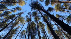До 24 июля жителям Тверской области запретили ходить в лес