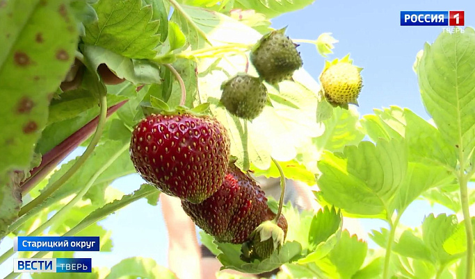 В Старицком округе на ягодной ферме планируют собрать 12 тонн урожая