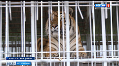 Из Тверской области тигр Барсик переезжает в Старооскольский зоопарк