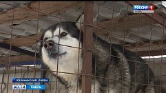 Хозяева убили свою собаку во дворе дома в Тверской области