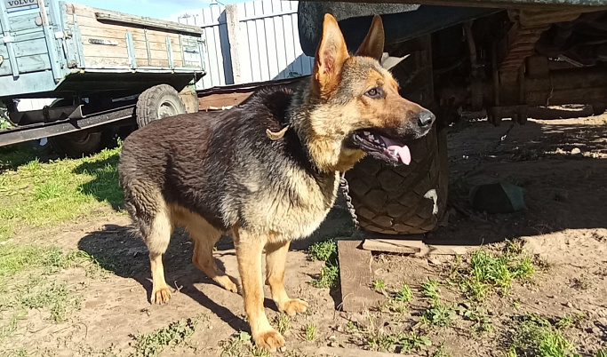В Тверской области у домашней и енотовидной собак нашли бешенство