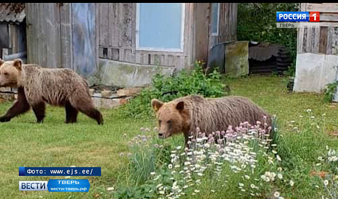 Тверские медвежата перешли границу с Эстонией и напугали местное население