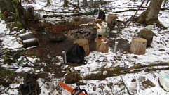 «Чёрный лесоруб» нарубил деревьев в Тверской области на 4 млн рублей