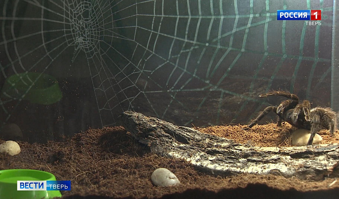 Свыше 50 разновидностей пауков представлено на выставке в Твери