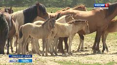 В Тверской области разводят редкие для региона породы лошадей 