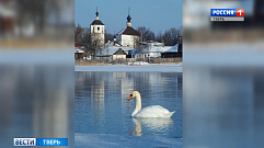 Стая лебедей поселилась на озере Соломино в Тверской области