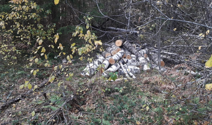 В Тверской области задержали «черного лесоруба»