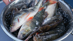 Рыболовы в Тверской области наловили 75 килограммов рыбы