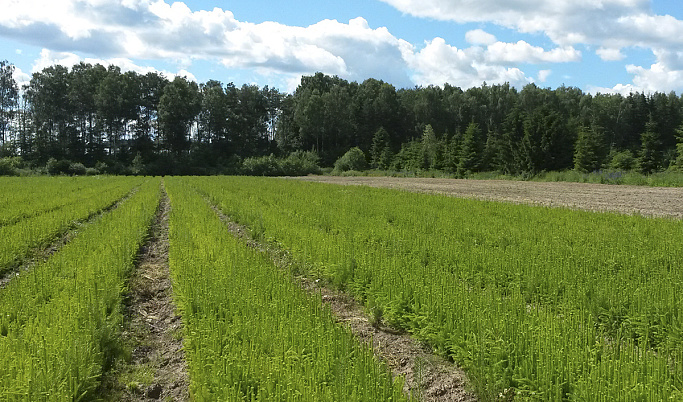 В Тверской области будут выращивать 2,5 млн сеянцев ежегодно