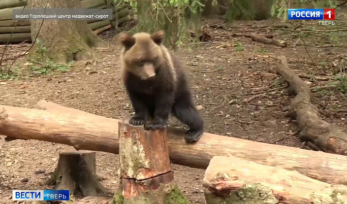 Бусинка из Торопецкого центра спасения медвежат-сирот покоряет новые вершины