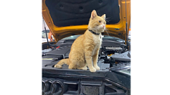 В Твери бывший бездомный кот работает в автосервисе