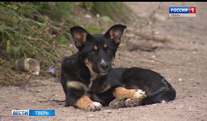 В Твери просят выделить больше денег на содержание бродячих собак