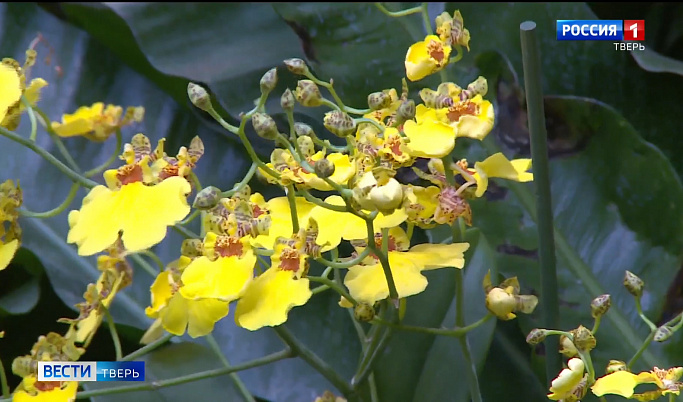 Онцидиумы: история необычных орхидей, которые расцвели в Ботаническом саду Твери