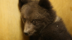 В Тверскую область из парка «Смоленское Поозерье» привезли медвежонка-сироту