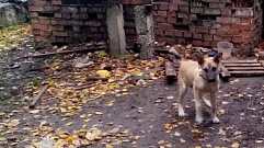 В Ржеве на двое суток неизвестные привязали щенка к трубам теплотрассы