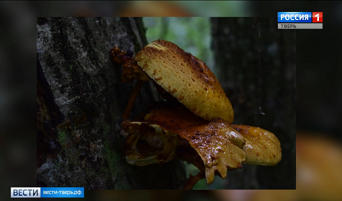 Опасные грибы обнаружили студенты МГУ в Тверской области