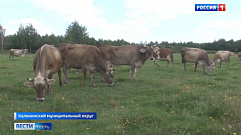 Малым хозяйствам Тверской области компенсируют затраты на обновление молочного стада 