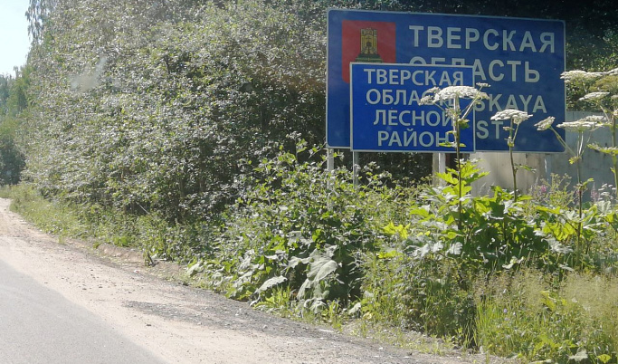 На покос борщевика в Московском районе Твери выделили почти 2 млн рублей