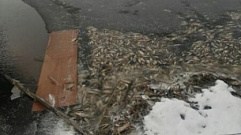 Инцидентом с мором рыбы в Тверской области займется специальная комиссия