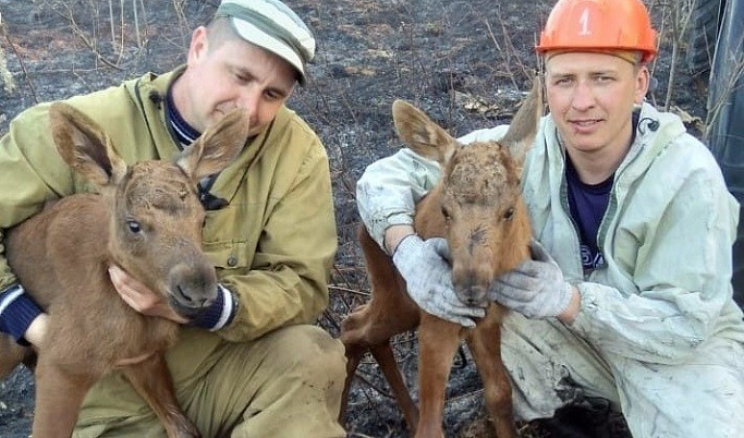 При тушении пожара в Западнодвинском районе спасли лосят