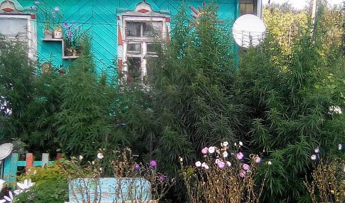 Полицейские обнаружили у семейной пары из Нелидовского района 158 кустов конопли