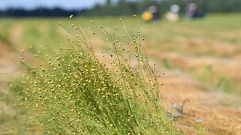 В Тверской области собрали более 52,5 тысяч гектаров зерновых культур