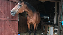 Двух лошадей похитили в Тверской области
