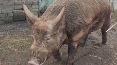 Жителей Тверской области предупредили о риске вспышки африканской чумы свиней