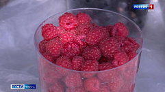 Кладовая витаминов: ягодный сезон в Тверской области в самом разгаре