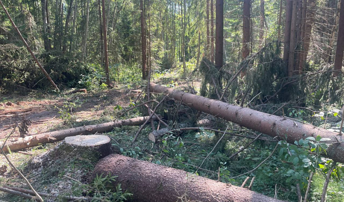 В Тверской области мужчина незаконно срубил лес на 1,2 млн рублей