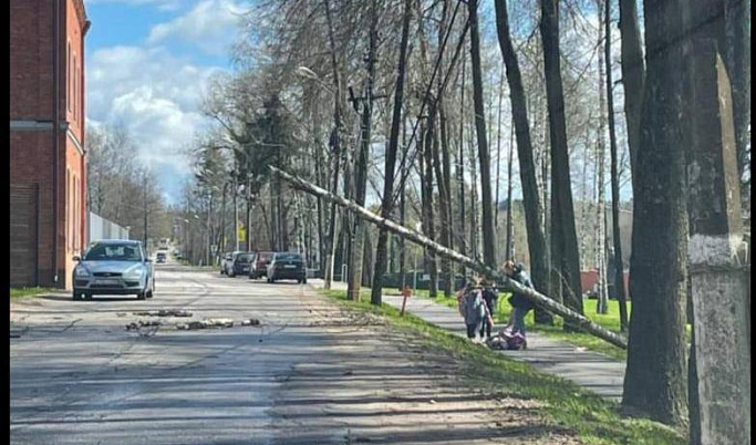 В Конаковском округе на 7-летнюю девочку упало дерево