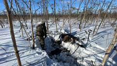 В Тверской области поисковики нашли останки двух солдат Красной армии