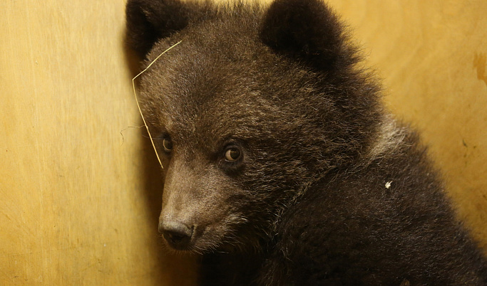 В Тверскую область из парка «Смоленское Поозерье» привезли медвежонка-сироту