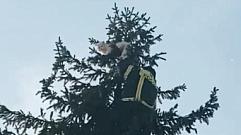 В Тверской области сотрудники МЧС помогли коту спуститься с дерева