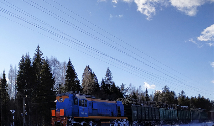 В Тверской области грузовой поезд насмерть сбил лося