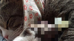 В Твери спасенный кот Барсик перенес две операции на лапу и сможет ходить