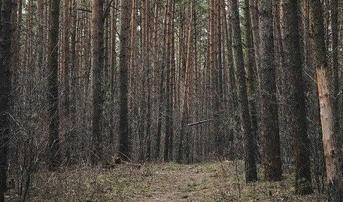 В Тверской области незаконно вырубили почти 30 га леса 
